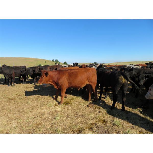 Guichon Ranch - 775# Steers - 79 Head (Quilchena, BC)