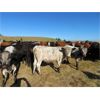 Image 6 : Guichon Ranch - 775# Steers - 79 Head (Quilchena, BC)