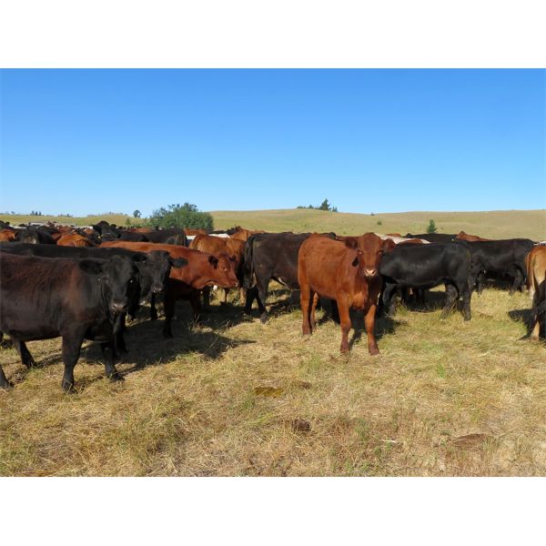 Guichon Ranch - 760# Heifers - 82 Head (Quilchena, BC)