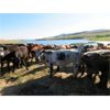 Image 2 : Guichon Ranch - 760# Heifers - 82 Head (Quilchena, BC)