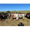 Image 6 : Guichon Ranch - 760# Heifers - 82 Head (Quilchena, BC)