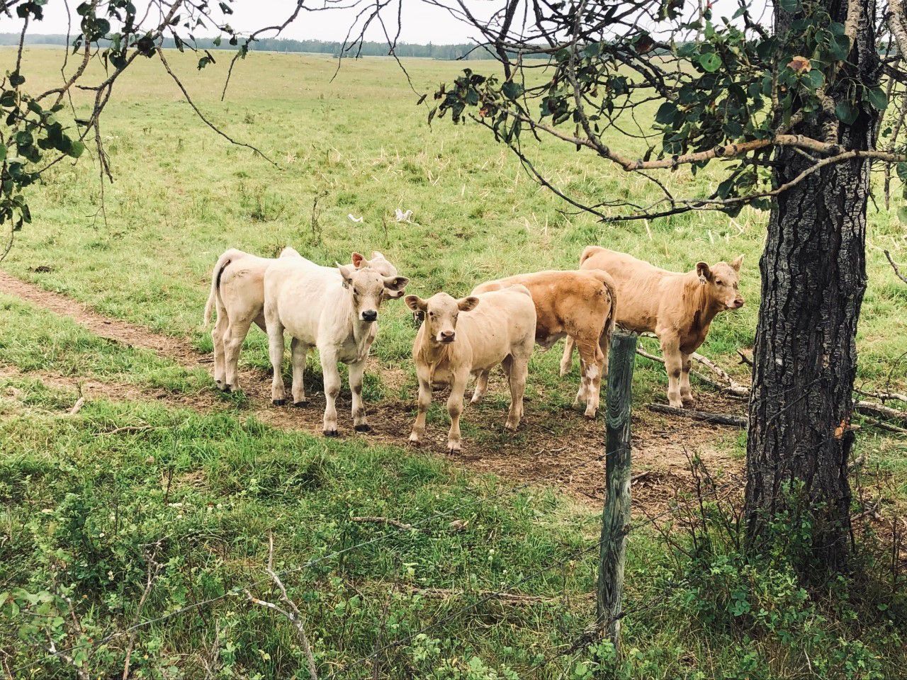 Franklin Cattle Co. 600 Steer Calves 100 Head (Pierceland, SK) Team Auction Sales