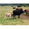 Image 4 : Franklin Cattle Co. - 600# Steer Calves - 100 Head (Pierceland, SK)