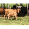 Image 6 : Franklin Cattle Co. - 600# Steer Calves - 100 Head (Pierceland, SK)