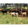 Image 5 : Franklin Cattle Co. - 600# Steer Calves - 100 Head (Pierceland, SK)
