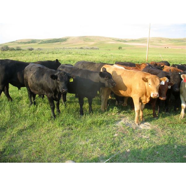 Forwood Livestock - 900# Heifers - 42 Head (Rockglen, SK)