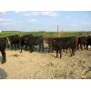 Image 2 : Forwood Livestock - 900# Heifers - 42 Head (Rockglen, SK)