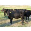 Image 5 : Forwood Livestock - 900# Heifers - 42 Head (Rockglen, SK)