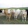 Image 6 : Forwood Livestock - 900# Heifers - 42 Head (Rockglen, SK)