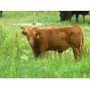 Image 1 : Rocky Meadows Ranch - 700# Steer Calves - 85 Head (Welwyn, SK)