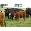 Image 2 : Rocky Meadows Ranch - 700# Steer Calves - 85 Head (Welwyn, SK)