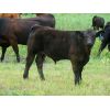 Image 4 : Rocky Meadows Ranch - 700# Steer Calves - 85 Head (Welwyn, SK)