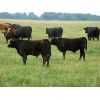 Image 5 : Rocky Meadows Ranch - 700# Steer Calves - 85 Head (Welwyn, SK)