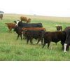 Image 6 : Rocky Meadows Ranch - 700# Steer Calves - 85 Head (Welwyn, SK)
