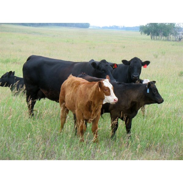 Brett & Pat Callin - 700# Steer Calves - 85 Head (Bredenbury, SK)