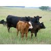 Image 1 : Brett & Pat Callin - 700# Steer Calves - 85 Head (Bredenbury, SK)