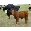 Image 2 : Brett & Pat Callin - 700# Steer Calves - 85 Head (Bredenbury, SK)