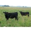 Image 1 : Steve & Perry Sawchuk - 775# Heifers - 80 Head (Churchbridge, SK)