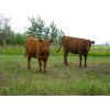 Image 5 : Steve & Perry Sawchuk - 775# Heifers - 80 Head (Churchbridge, SK)