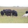Image 2 : Park Road Cattle Co. - 40 Cow/Calf Pairs (Broadview, SK)