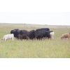 Image 3 : Park Road Cattle Co. - 40 Cow/Calf Pairs (Broadview, SK)