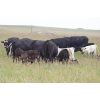 Image 4 : Park Road Cattle Co. - 40 Cow/Calf Pairs (Broadview, SK)