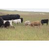 Image 5 : Park Road Cattle Co. - 40 Cow/Calf Pairs (Broadview, SK)