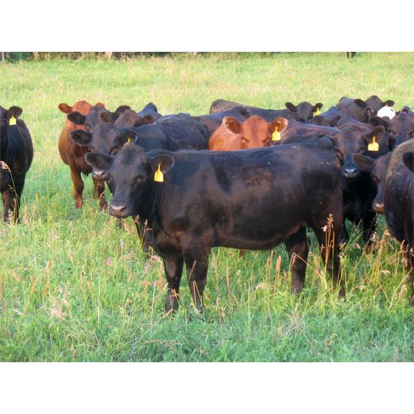 Les Marsh - 950# Heifers - 65 Head (Southey, SK)