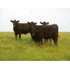 Image 6 : Les Marsh - 950# Heifers - 65 Head (Southey, SK)