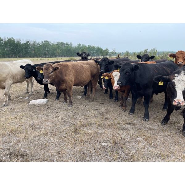 Ron & Brenda Jonsson - 1000# Steers - 60 Head (Steep Rock, MB)