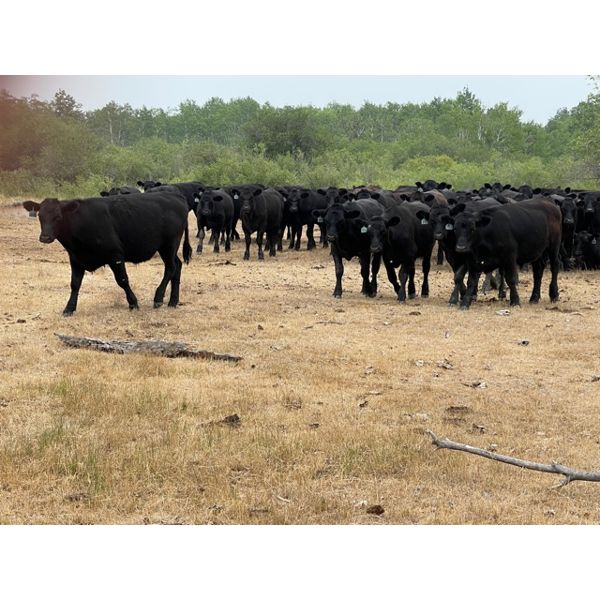 Ron & Brenda Jonsson - 935# Steers - 68 Head (Steep Rock, MB)