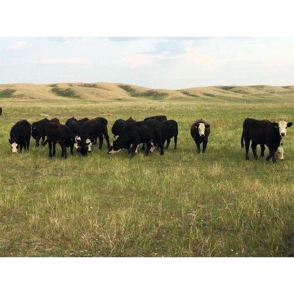 S&S Kirby Farms Ltd. - 890# Heifers - 63 Head (Assiniboia, SK)