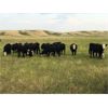 Image 1 : S&S Kirby Farms Ltd. - 890# Heifers - 63 Head (Assiniboia, SK)