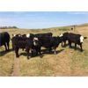 Image 2 : S&S Kirby Farms Ltd. - 890# Heifers - 63 Head (Assiniboia, SK)