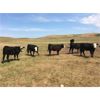 Image 3 : S&S Kirby Farms Ltd. - 890# Heifers - 63 Head (Assiniboia, SK)