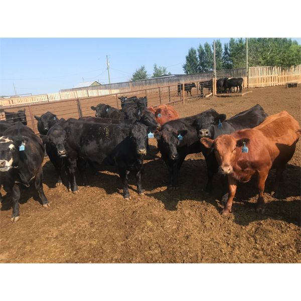 Pitchfork Ranches - 850# Heifers - 157 Head (Rosemary, AB)