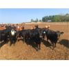 Image 3 : Pitchfork Ranches - 850# Heifers - 157 Head (Rosemary, AB)