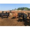 Image 4 : Pitchfork Ranches - 850# Heifers - 157 Head (Rosemary, AB)