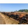 Image 5 : Pitchfork Ranches - 850# Heifers - 157 Head (Rosemary, AB)
