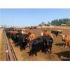 Image 6 : Pitchfork Ranches - 850# Heifers - 157 Head (Rosemary, AB)