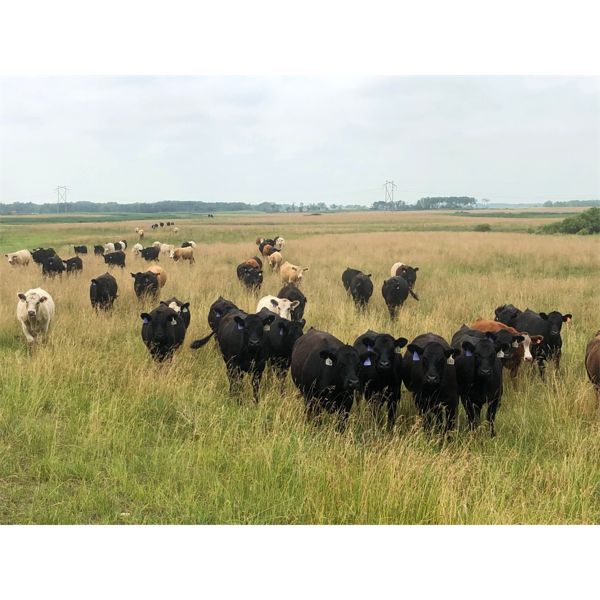 Franklin Cattle Co. - 1000# Steers - 300 Head (Whitewood, SK)
