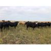Image 2 : Franklin Cattle Co. - 1000# Steers - 300 Head (Whitewood, SK)