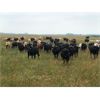 Image 4 : Franklin Cattle Co. - 1000# Steers - 300 Head (Whitewood, SK)