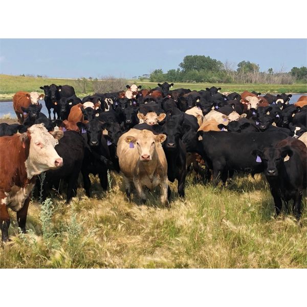 Franklin Cattle Co. - 900# Heifers - 140 Head (Kipling, SK)