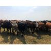 Image 2 : Franklin Cattle Co. - 900# Heifers - 140 Head (Kipling, SK)