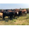 Image 3 : Franklin Cattle Co. - 900# Heifers - 140 Head (Kipling, SK)