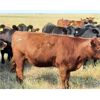 Image 5 : JT Cholin Farms - 775# Heifers - 95 Head (Kerrobert, SK)