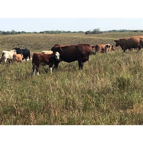 Eric LePage - 575# Steer Calves - 100 Head (Meacham, SK)