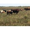 Image 1 : Eric LePage - 575# Steer Calves - 100 Head (Meacham, SK)