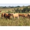 Image 2 : Eric LePage - 575# Steer Calves - 100 Head (Meacham, SK)